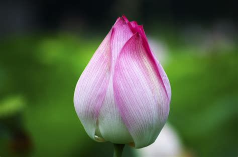 菡萏的意思 白色天堂鳥